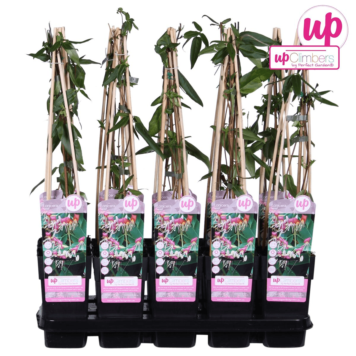 Image of Geißblatt – Lonicera henryi – Immergrüne Kletterpflanze – Ø15cm – Höhe 65cm – Duftende Blüten für Garten, Terrasse & Balkon-2
