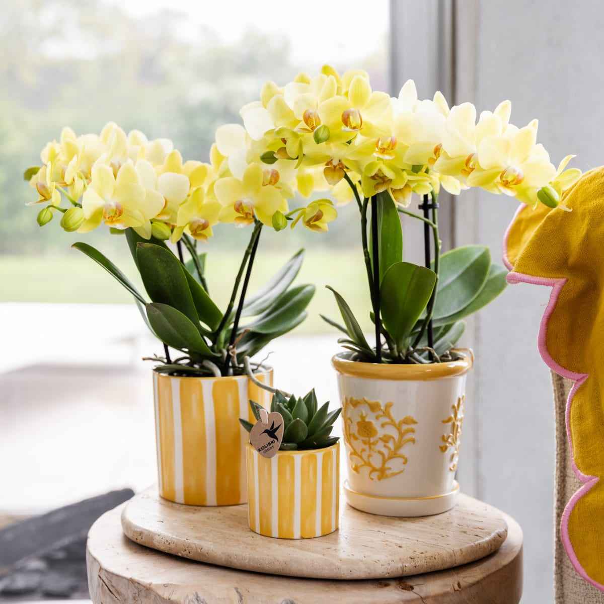 Image of Gelbe Phalaenopsis Orchidee 'Albenga' – Ø9cm – Zimmerpflanze mit 2-3 Blütenstielen – Lange Blütezeit – Pflegeleicht – Direkt vom Züchter-2