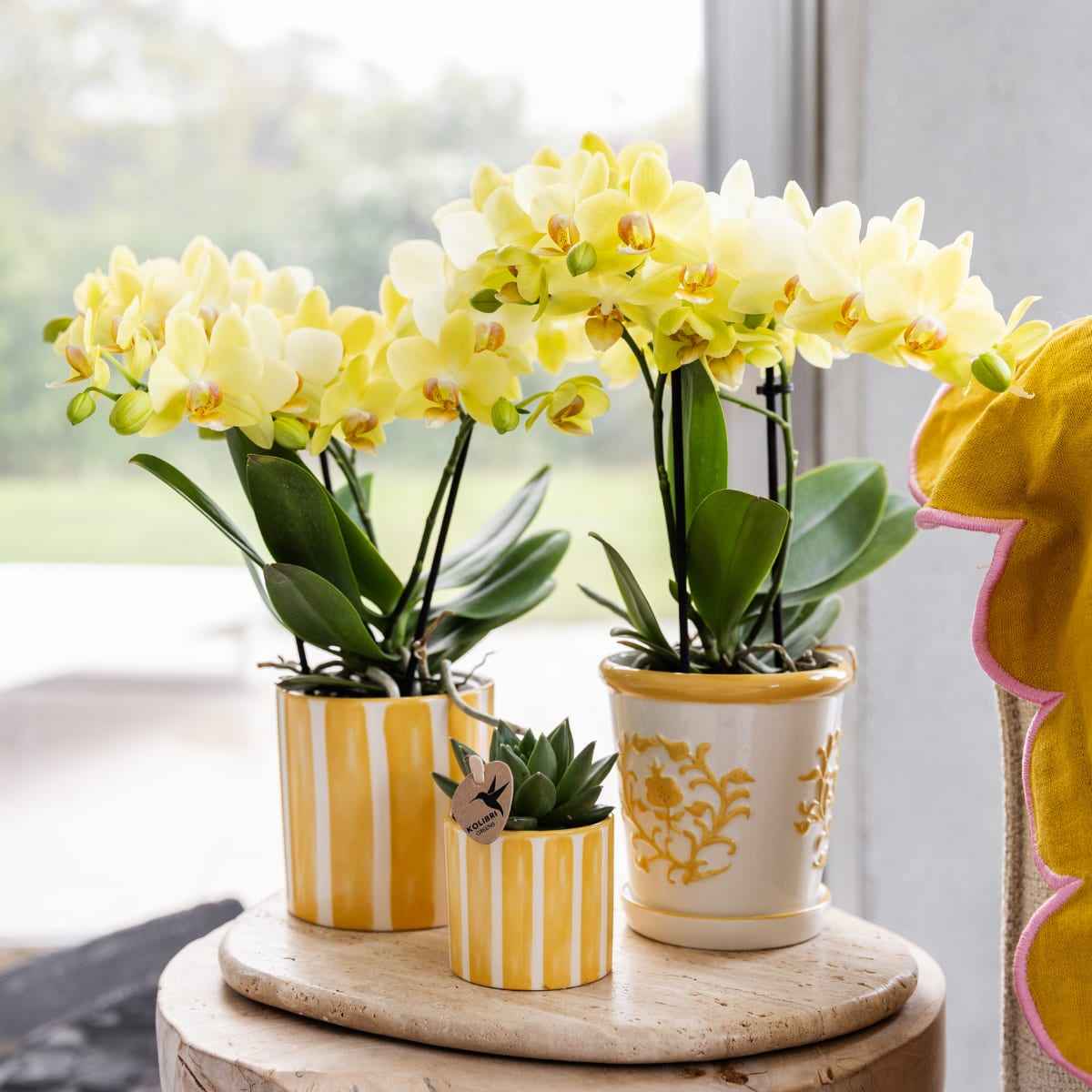Image of Gelbe Orchidee Albenga + Malaga Ziertopf Gelb – Ø9cm – Fröhliche Zimmerpflanze mit sonniger Ausstrahlung – Direkt vom Züchter-1