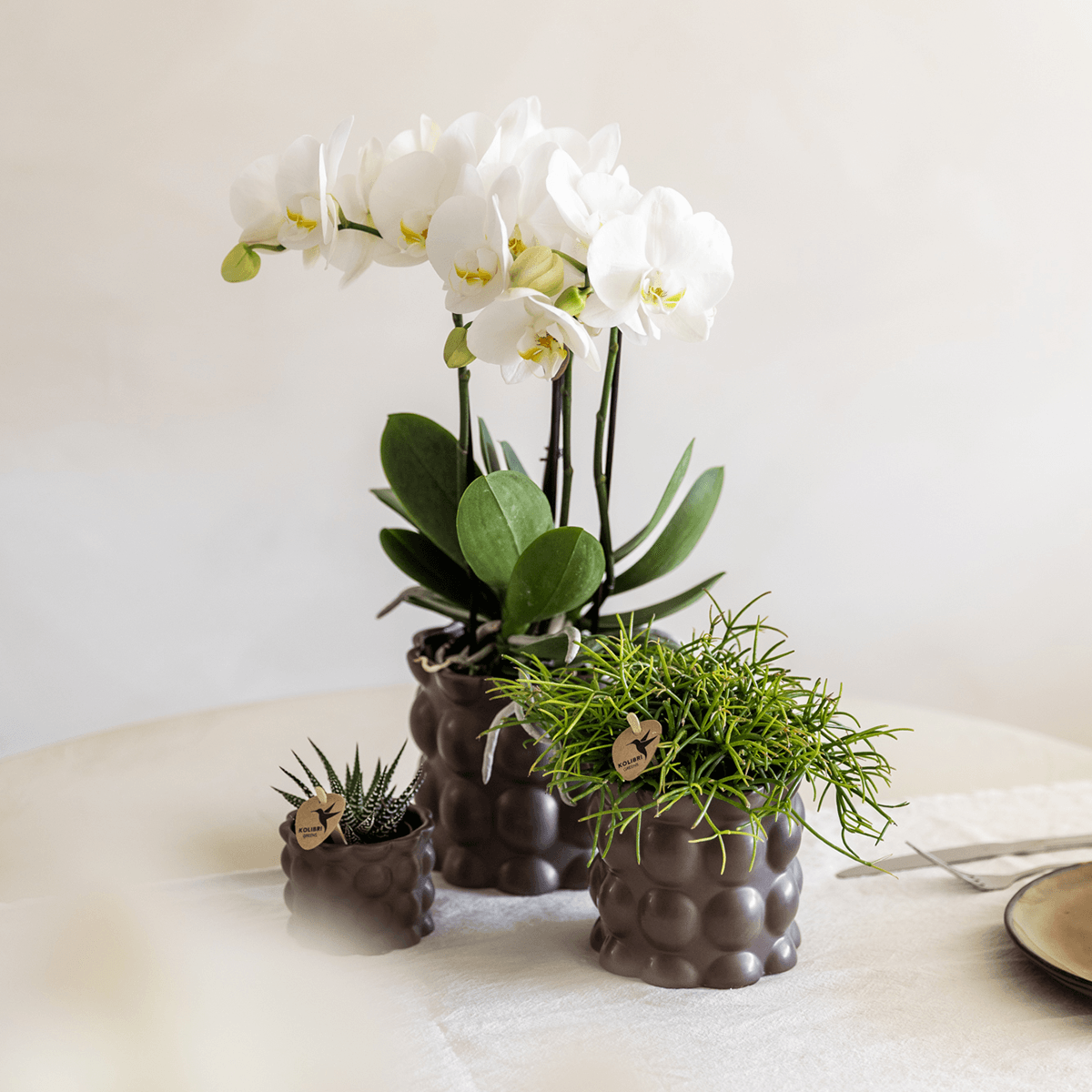 Image of Ziertopf Cotton – Braun – Ø9cm – Blumentopf mit matter Oberfläche – Pflanztopf aus der Slow Living Kollektion – Für kleine Pflanzen & Orchideen-1