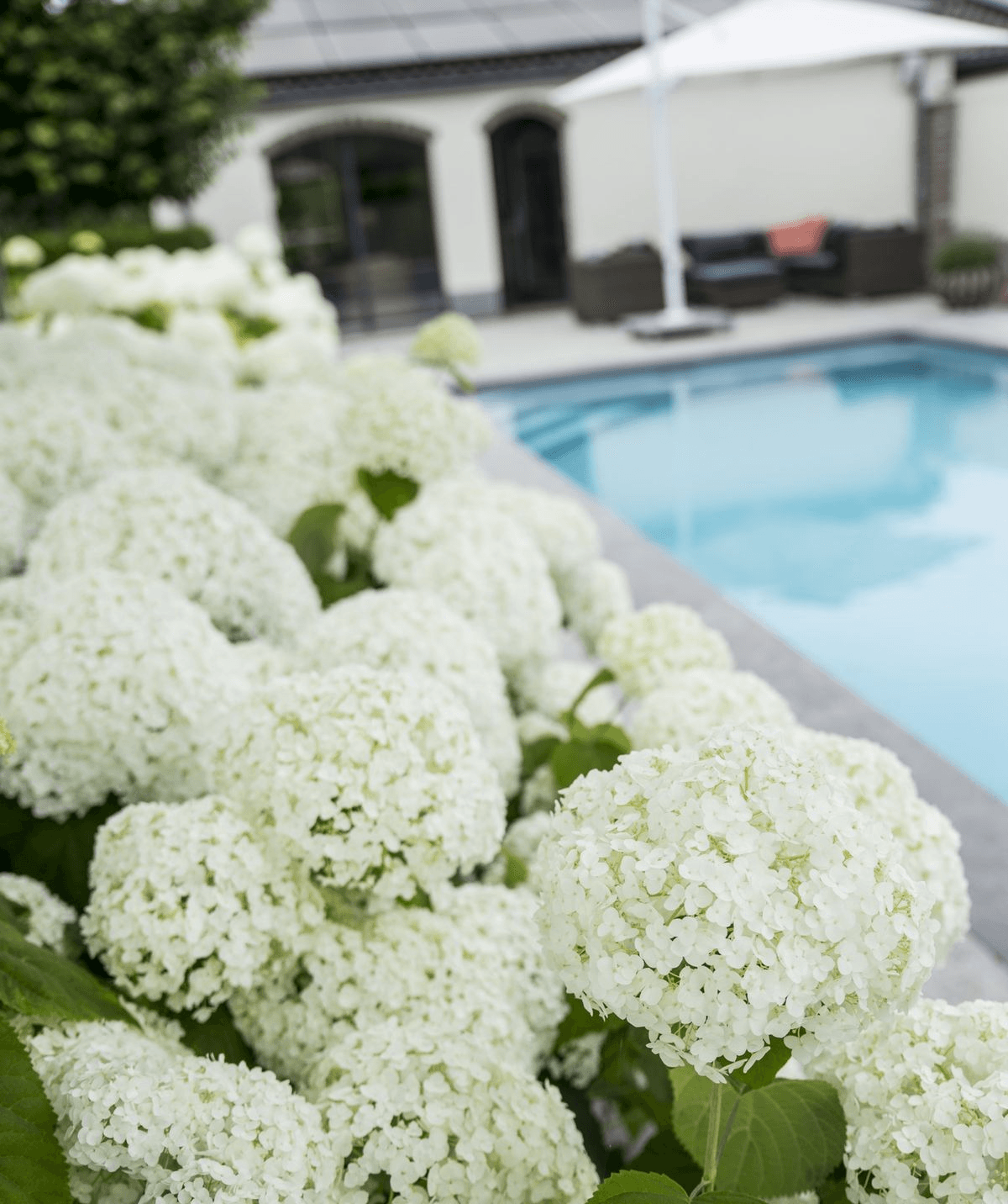 Image of Hortensie – Hydrangea arborescens 'Strong Annabelle' – Ø19cm ↕30cm – Winterharte Gartenpflanze mit großen weißen Blüten-3