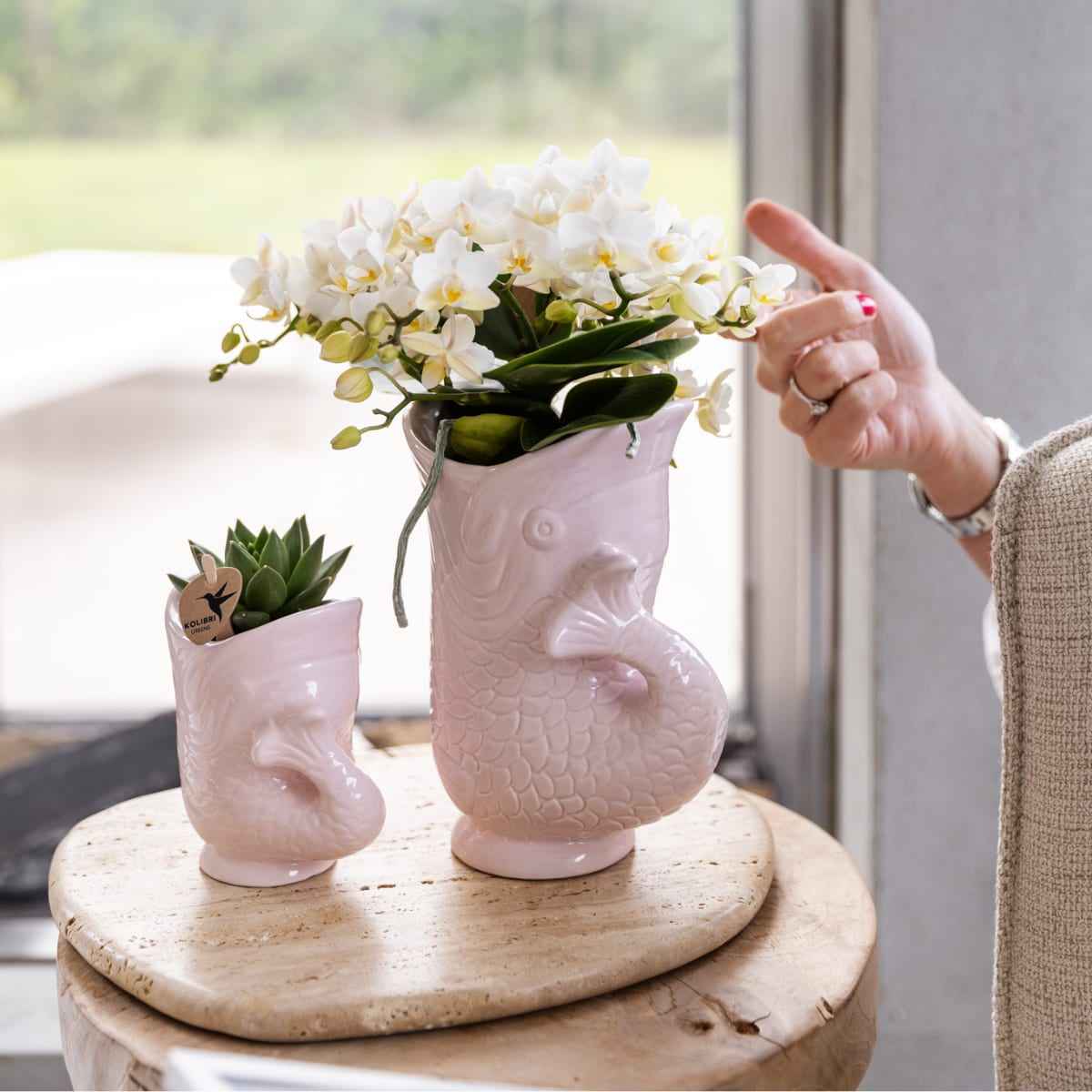Image of Weiße Phalaenopsis Orchidee Nazaré – Ø9cm – Elegante Zimmerpflanze – Pflegeleicht & Blühfreudig – Ideal für Küche, Wohnzimmer & Büro