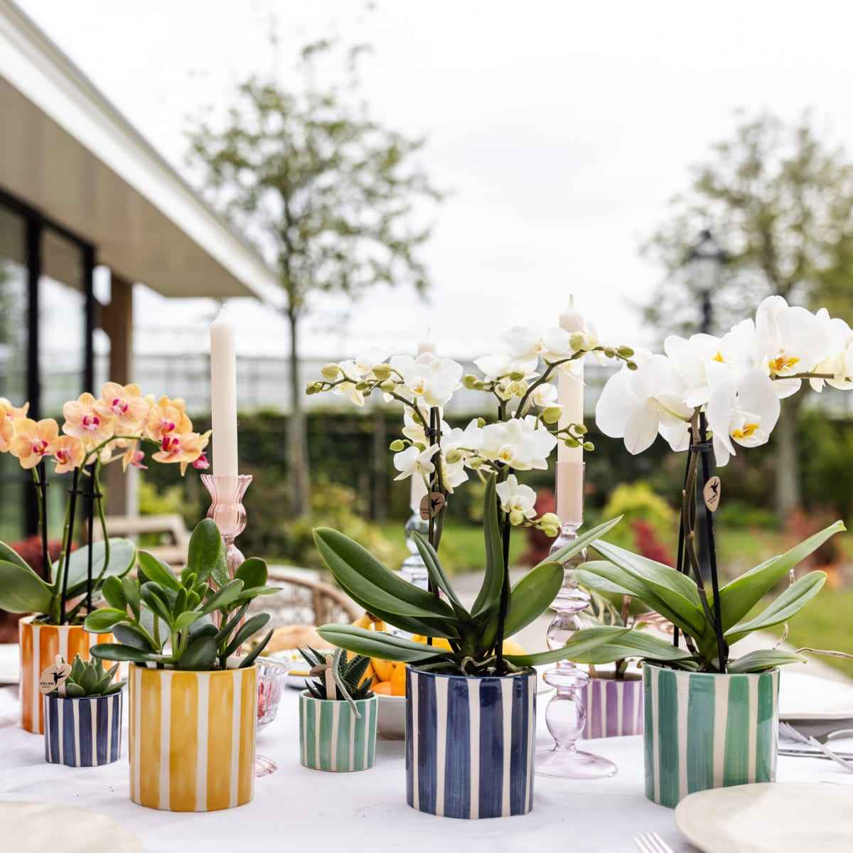 Image of Weiße Phalaenopsis Orchidee Lausanne im Painted Stripe Ziertopf Türkis – Ø9cm – Multiflora Zimmerpflanze mit 2-3 Blütentrieben-2