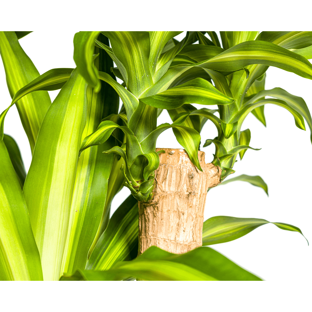 Image of Dracaena Fragrans Massangeana – Drachenbaum – Ø30cm – ↕170-190cm – Tropische Zimmerpflanze – Robust & pflegeleicht-3