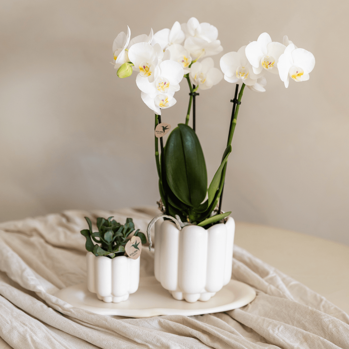 Image of Retro Pflanztopf – Weiß – Ø6cm – Dekorativer Mini – Übertopf aus Keramik – Blumentopf mit Rillenstruktur für Orchideen & kleine Pflanzen-1