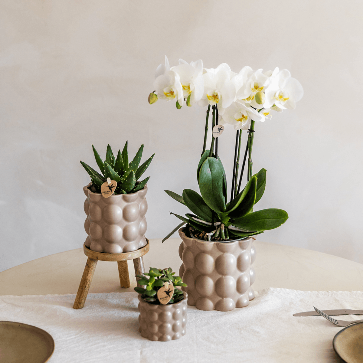 Image of Topf Baumwolle – Sand – Ø9cm – Übertopf mit organischer Rillenstruktur – Keramik – Blumentopf für Orchideen & Zimmerpflanzen-3