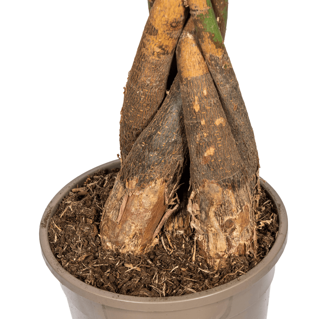 Image of Glückskastanie Pachira Aquatica – Zimmerpflanze – Ø24cm – 120-140cm hoch – Geflochtener Stamm – Exotisch & pflegeleicht-1