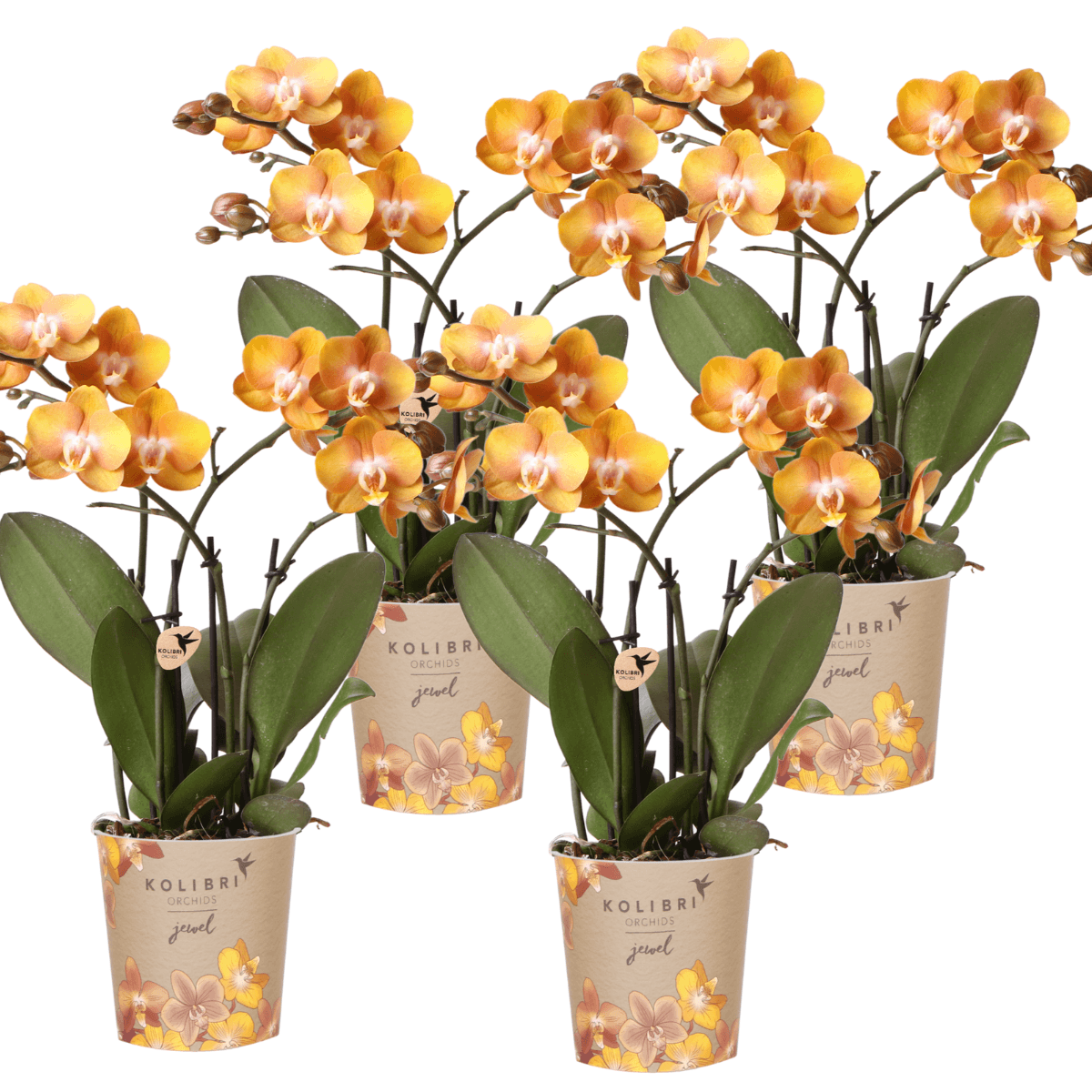 Image of Phalaenopsis-Orchidee Las Vegas – 2 Pflanzen – Orange – Ø12cm – Zimmerpflanze mit 3-4 Blütenstielen – Edle Multiflora-Orchidee für Wohnung & Büro-5