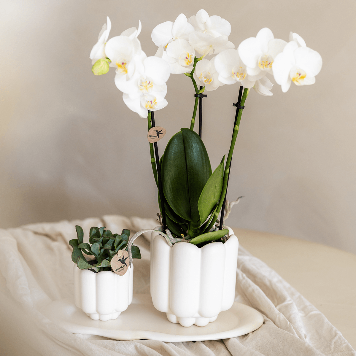 Image of Retro Pflanztopf – Weiß – Ø9cm – Übertopf aus Keramik – Slow Living Kollektion – Blumentopf mit Rillenstruktur-1