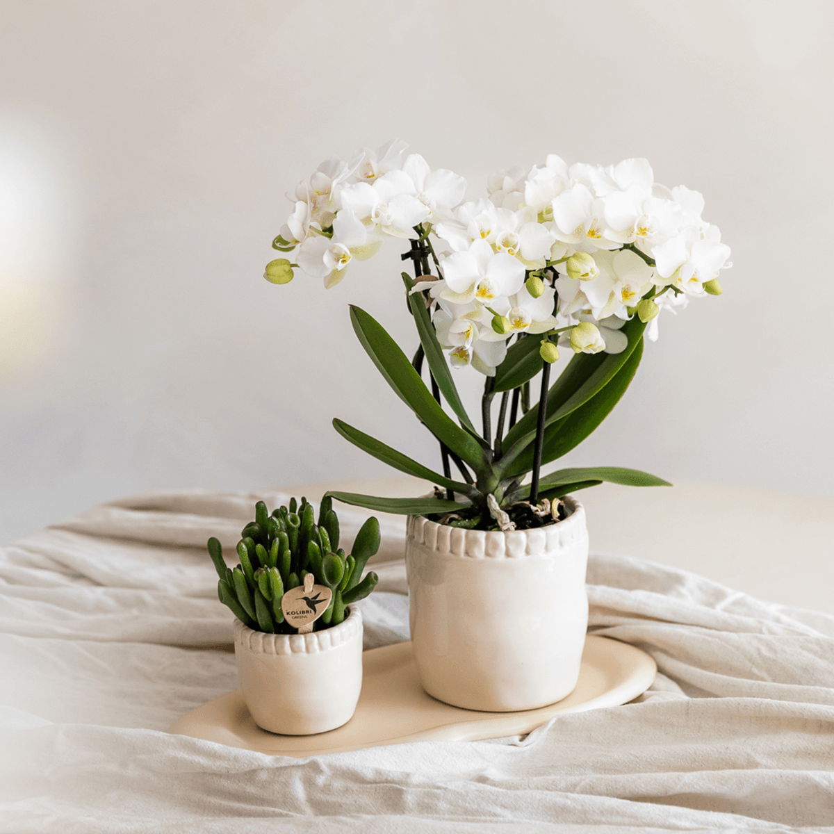 Image of Weiße Phalaenopsis Orchidee – Zürich – Ø9cm – Elegante blühende Zimmerpflanze mit 2-3 kräftigen Trieben-2