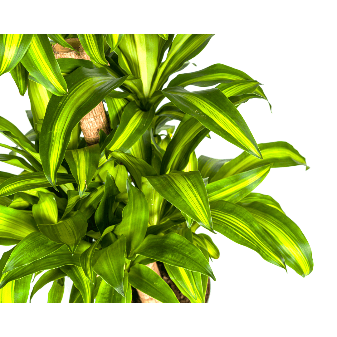 Image of Drachenbaum Dracaena Fragrans Massangeana Karussell – Zimmerpflanze – Ø30cm – ↑130-150cm – Grüne Blattpflanze für Wohnzimmer & Büro-3