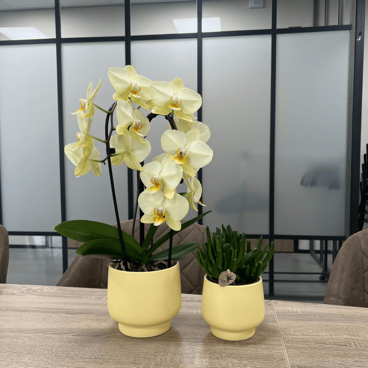 Image of Scandic Blumentopf – Gelb – Ø9cm – Moderner Pflanztopf in Pastellgelb – Dekorativer Übertopf für Zimmerpflanzen, Orchideen & Kräuter-2