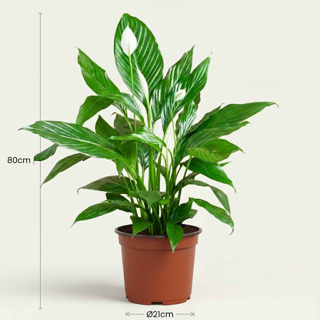 Image of Spathiphyllum Mondblume Zimmerpflanze 70-80cm 19cm Pflegeleichte Grünpflanze mit weißen Blüten für Wohnzimmer Büro & Schlafzimmer-2