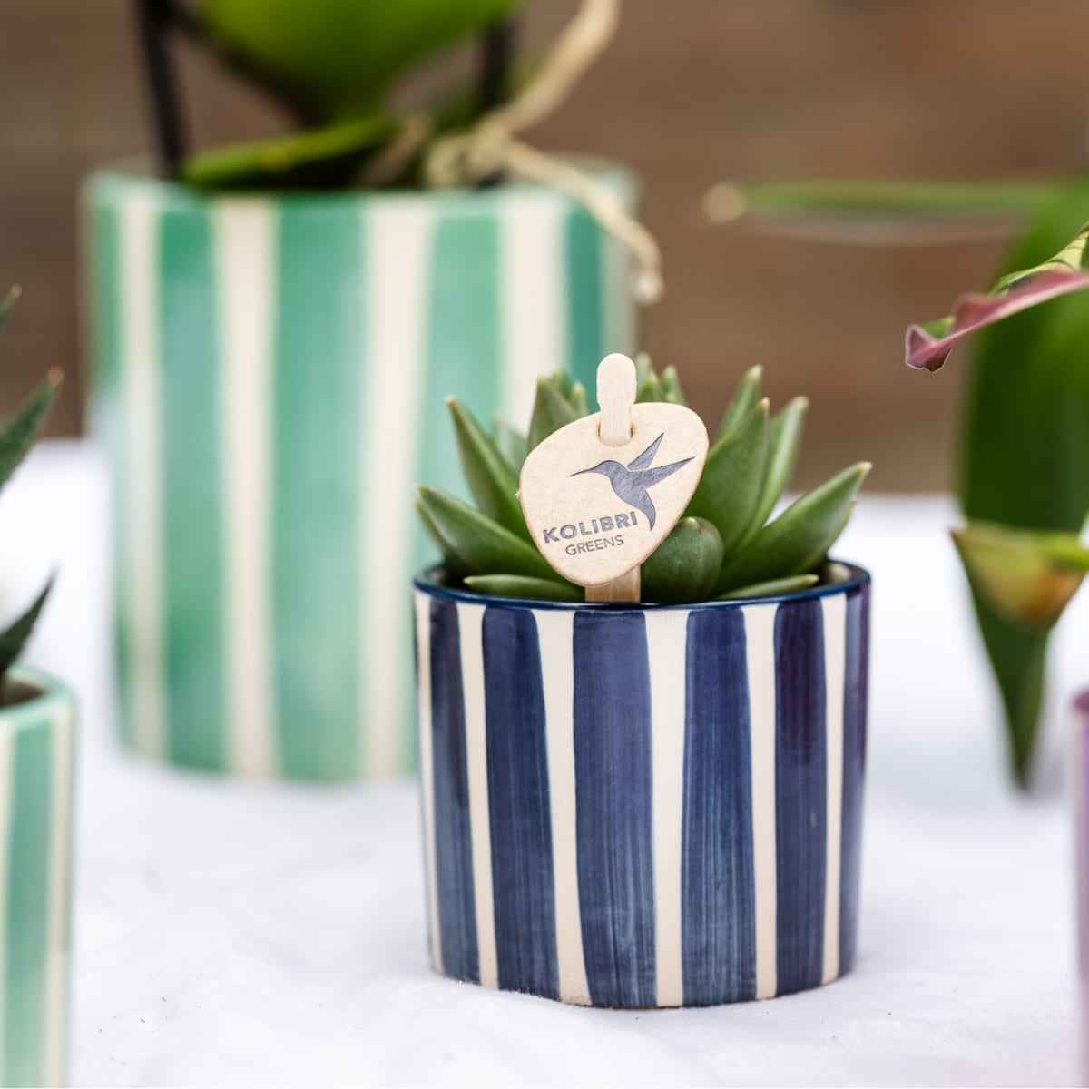 Image of Set mit Orchidee Lima & Sukkulenten – In Keramiktöpfen Ø9cm & Ø6cm – Blühende Zimmerpflanze mit Sukkulenten – Dekoratives Pflanzenset-1