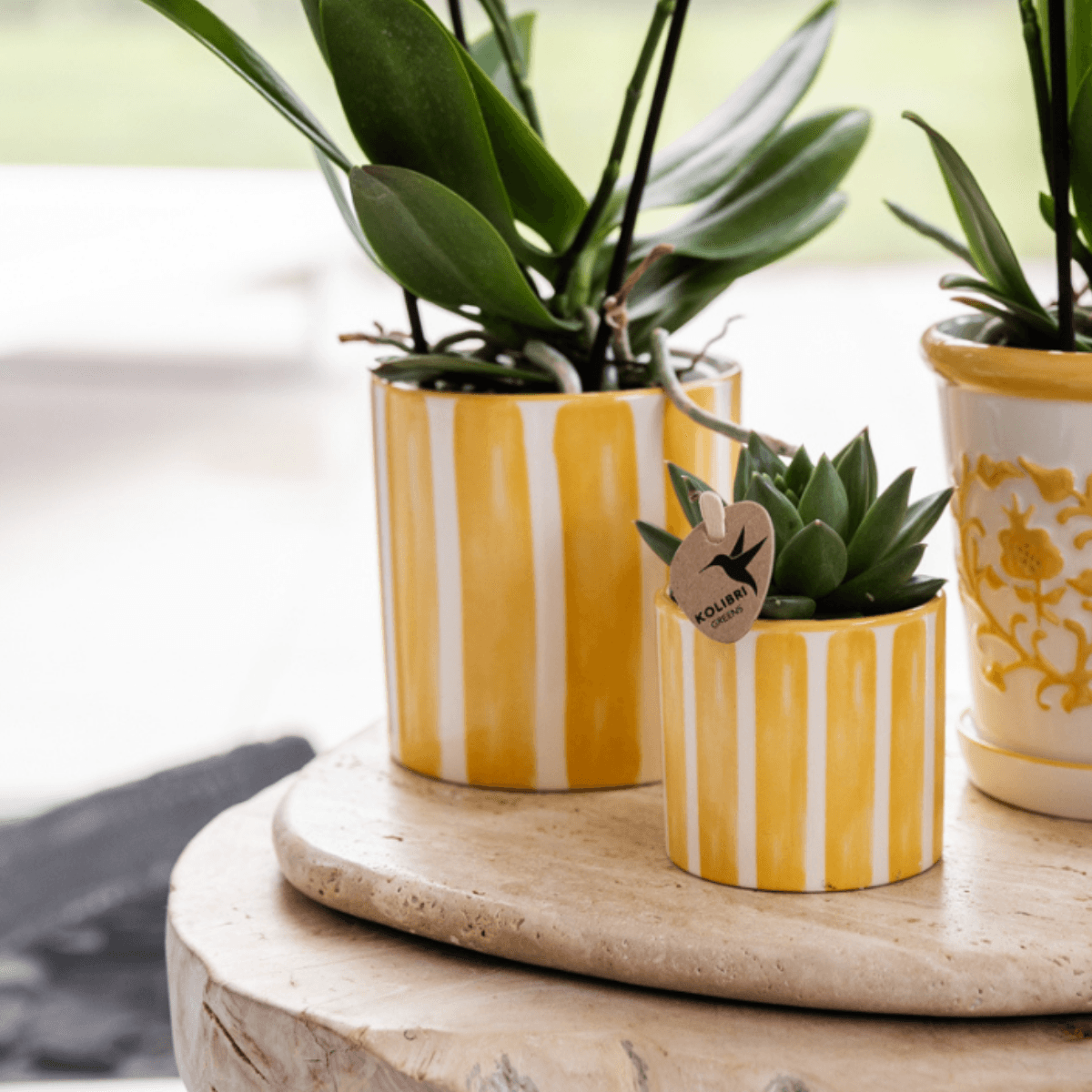 Image of Mediterranean Sunset Geschenkset – Pflanzenset mit weißer Orchidee Lausanne & 2 Sukkulenten – In gelben Ziertöpfen & Korbtablett-2