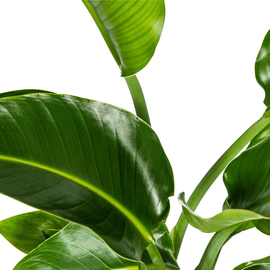 Image of Baum – Strelitzie – Strelitzia Nicolai – Zimmerpflanze – Tropische Riesenpflanze – Ø21cm – Höhe 90-110cm – Exotischer Blickfang – Pflegeleicht-1