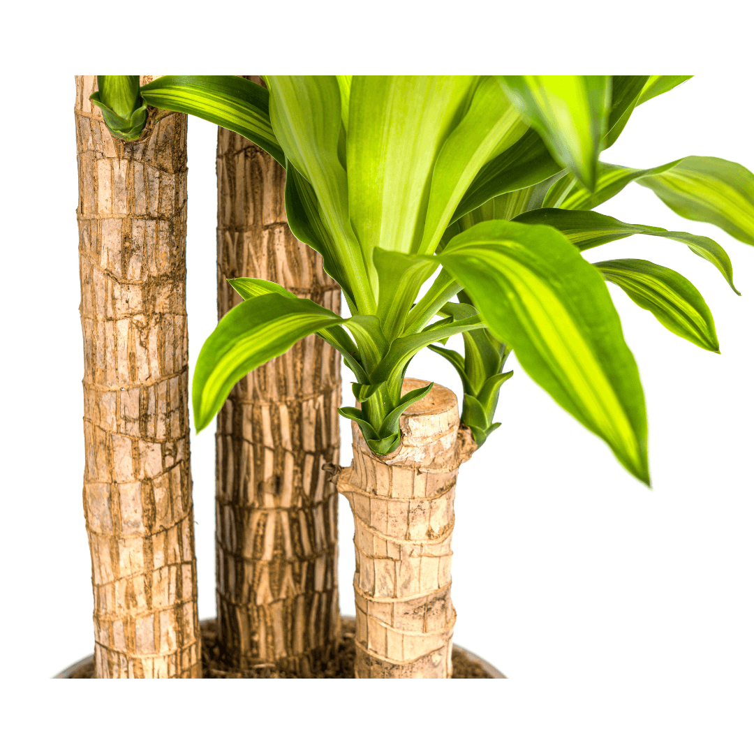 Image of Dracaena Fragrans Massangeana – Drachenbaum – Ø24cm – ↕130-150cm – Zimmerpflanze – Tropisches Grün – Pflegeleicht & dekorativ-1