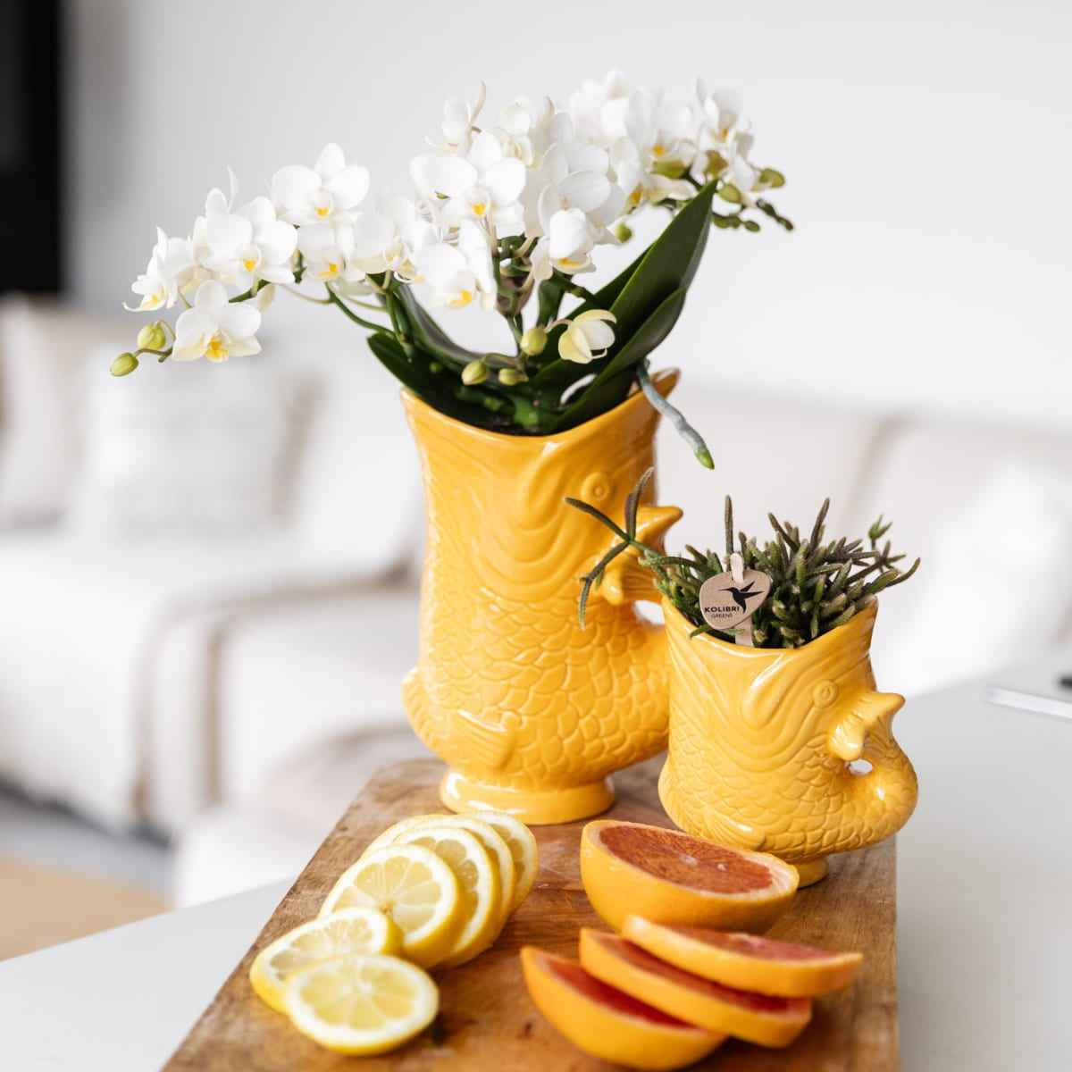 Image of Weiße Orchidee Nazaré – Ø9cm – Zimmerpflanze im sommerlichen Fischtopf Orange – Elegante Blüten für Wohnzimmer & Esstisch