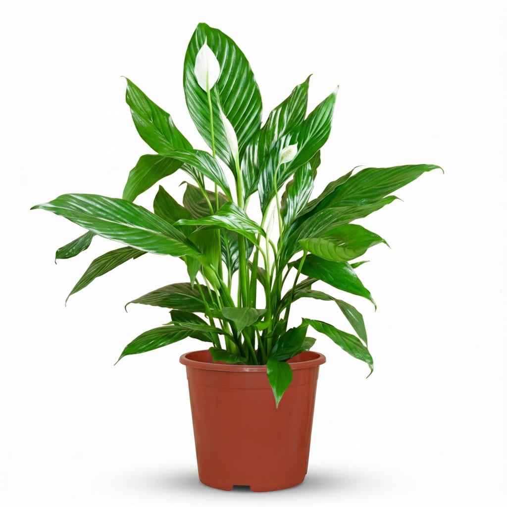 Image of Spathiphyllum Mondblume Zimmerpflanze 70-80cm 19cm Pflegeleichte Grünpflanze mit weißen Blüten für Wohnzimmer Büro & Schlafzimmer-0