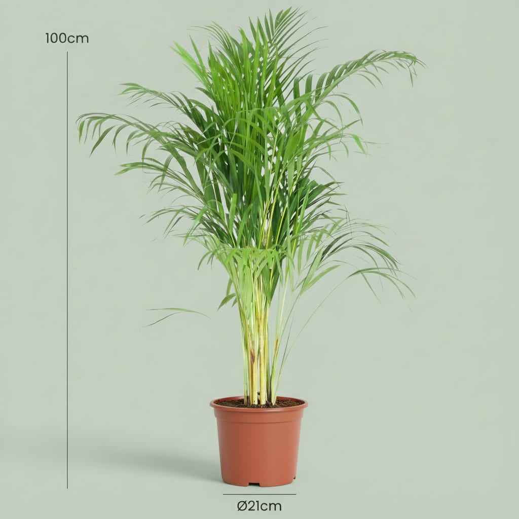 Image of Goldpalme Dypsis Lutescens Areca Zimmerpflanze 90-100cm Ø21cm Pflegeleichte Grünpflanze für Wohnzimmer Büro & Wintergarten-3