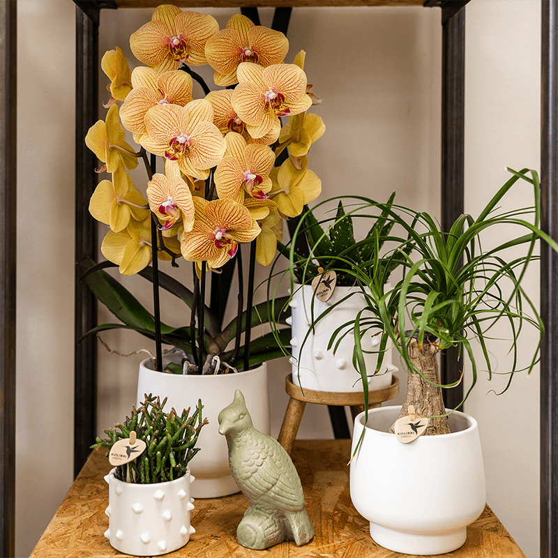 Image of Phalaenopsis Orchidee Sunny Bunny – Ø12cm – Gelb – Rosa blühende Zimmerpflanze – Niagara Fall Kollektion – Blühende Orchidee frisch vom Züchter-1