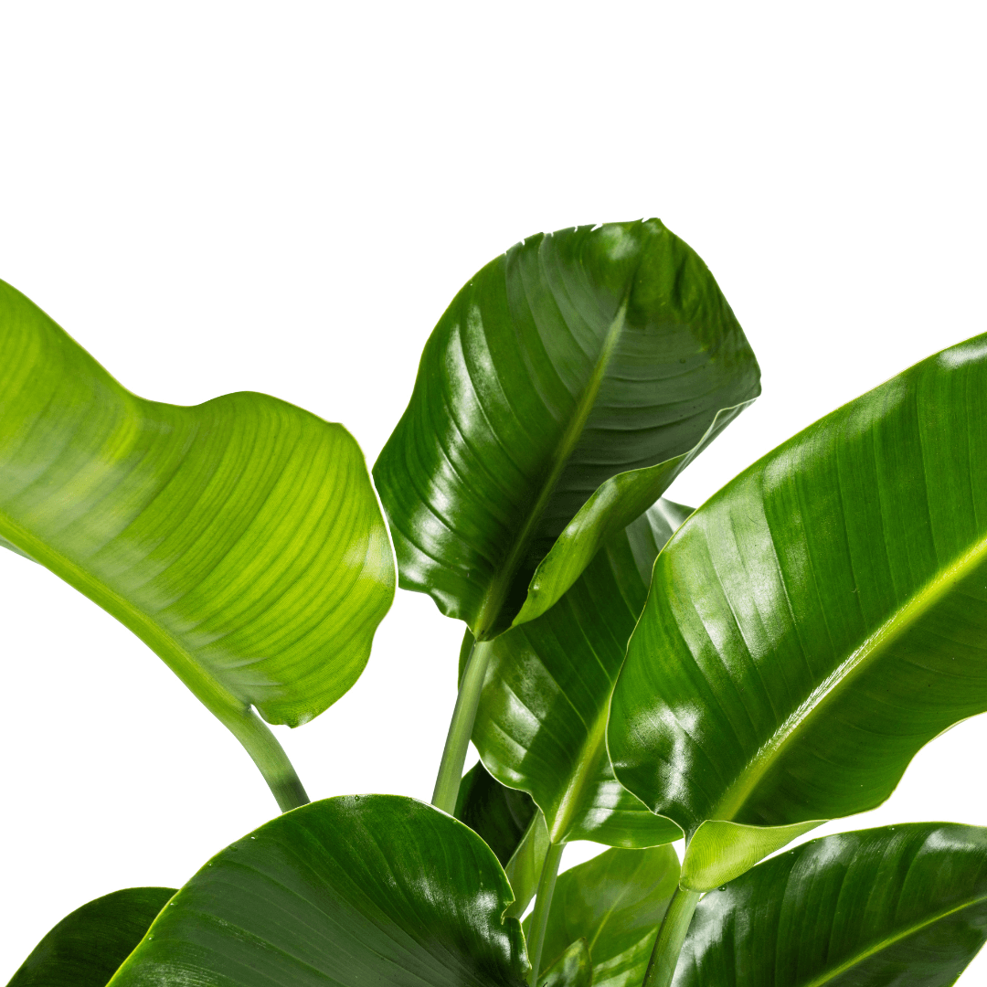 Image of Baum – Strelitzie – Strelitzia Nicolai – Zimmerpflanze – Tropische Riesenpflanze – Ø21cm – Höhe 90-110cm – Exotischer Blickfang – Pflegeleicht-2