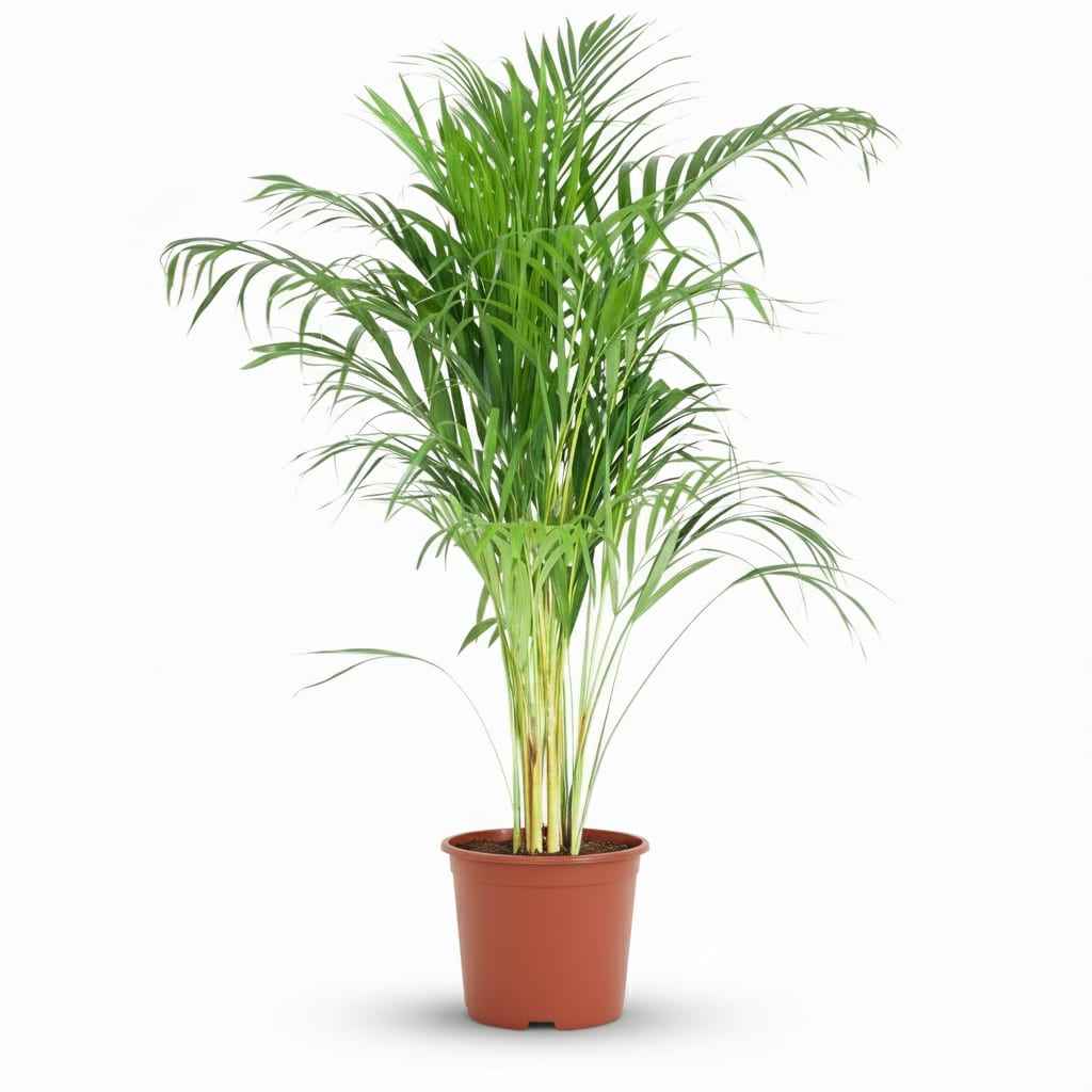 Image of Goldpalme Dypsis Lutescens Areca Zimmerpflanze 90-100cm Ø21cm Pflegeleichte Grünpflanze für Wohnzimmer Büro & Wintergarten-0