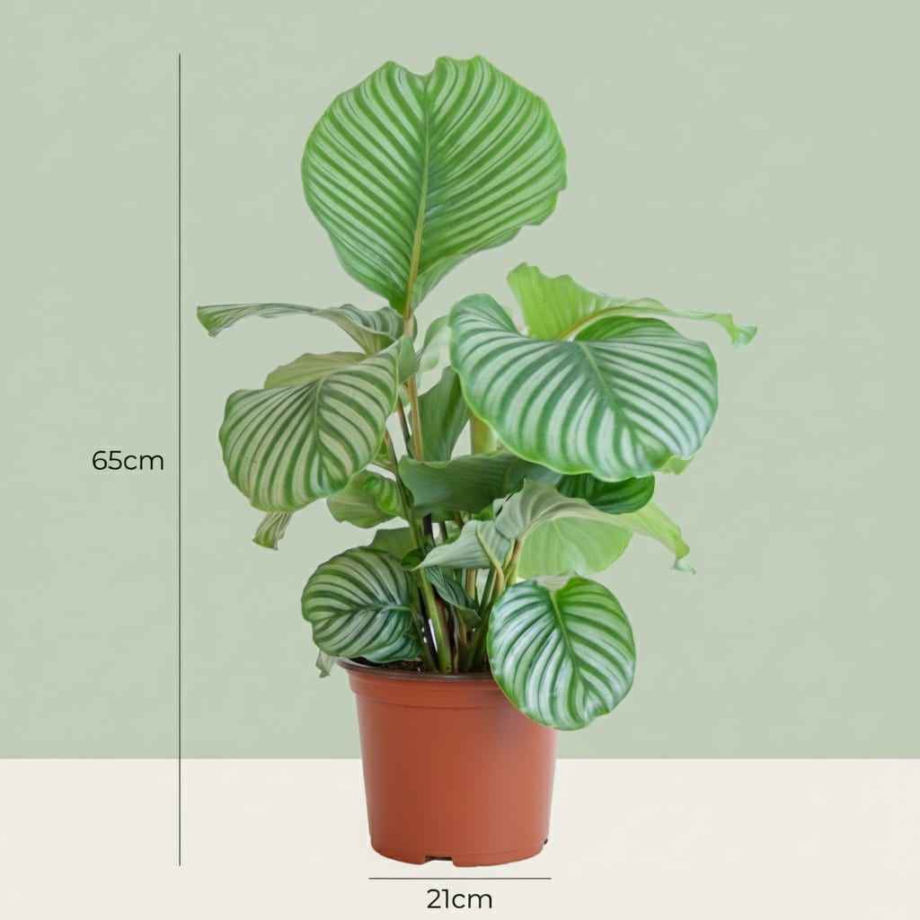 Image of Korbmarante Calathea orbifolia – Ø21cm – 60-70cm hoch – Elegante Zimmerpflanze mit silbrig – grünen Blättern – Pflegeleicht & luftreinigend-3