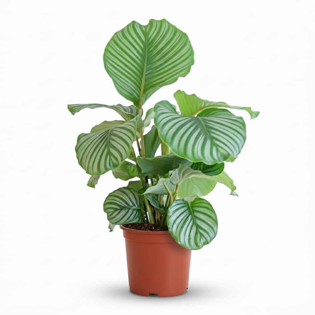 Image of Korbmarante Calathea orbifolia – Ø21cm – 60-70cm hoch – Elegante Zimmerpflanze mit silbrig – grünen Blättern – Pflegeleicht & luftreinigend-0