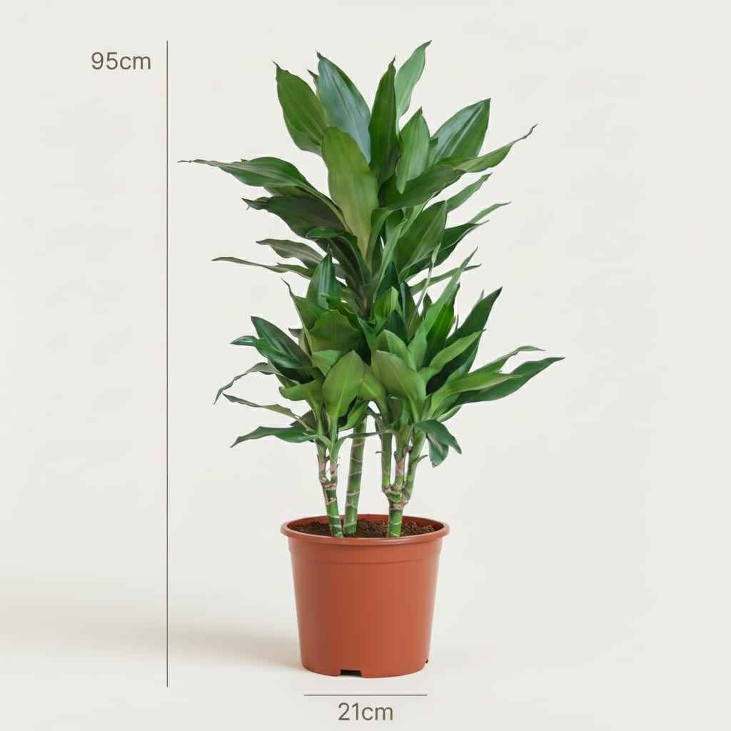 Image of Drachenbaum Janet Craig Dracaena Zimmerpflanze 90-100cm Ø21cm Pflegeleichte Grünpflanze für Wohnzimmer Büro & Innenräume-3