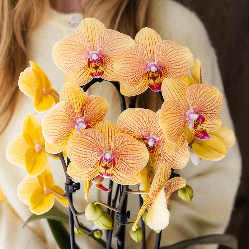 Image of Phalaenopsis Orchidee Sunny Bunny – Ø12cm – Gelb – Rosa blühende Zimmerpflanze – Niagara Fall Kollektion – Blühende Orchidee frisch vom Züchter-4