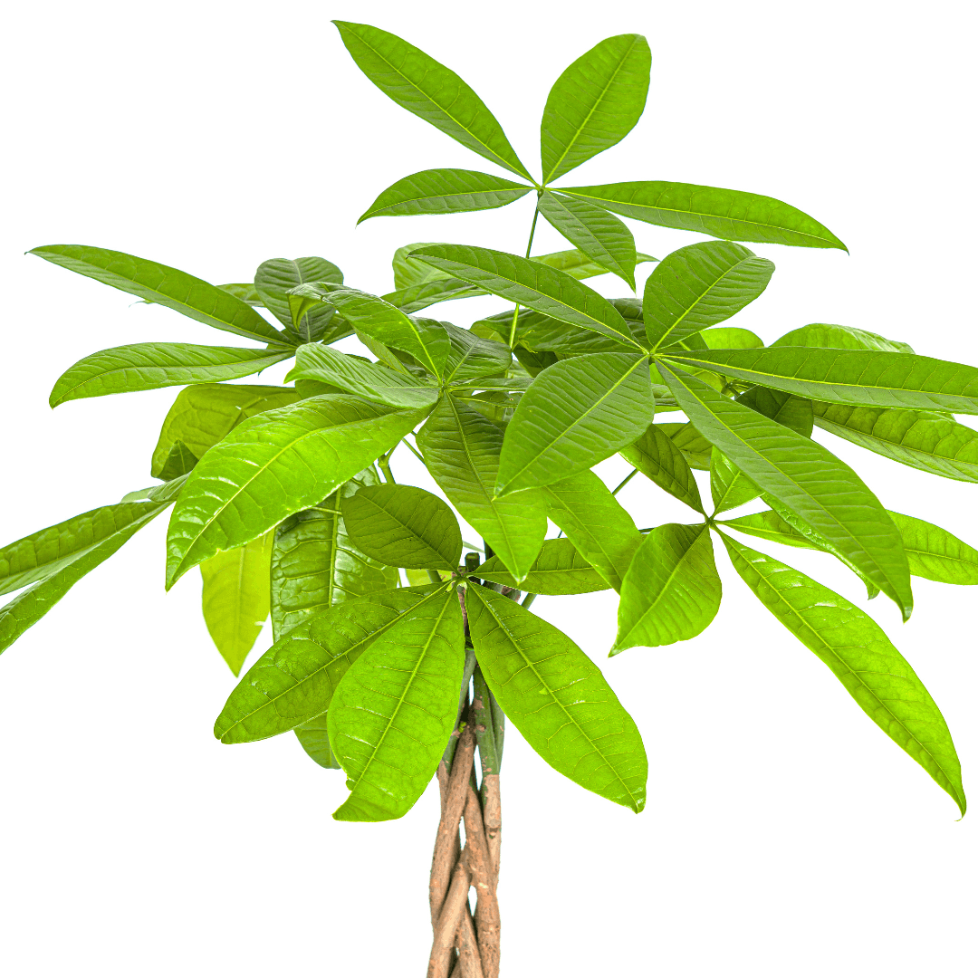 Image of Glückskastanie Pachira Aquatica – Zimmerpflanze – Ø19cm – 70-90cm hoch – Geflochtener Stamm – Exotisch & pflegeleicht-3