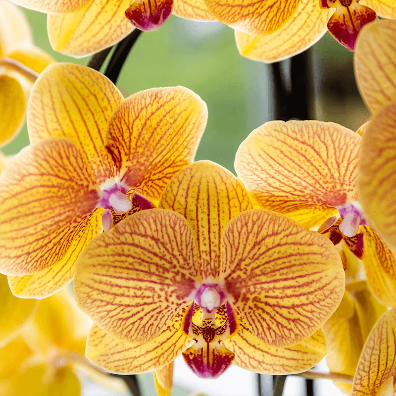 Image of Phalaenopsis Orchidee Sunny Bunny – Ø12cm – Gelb – Rosa blühende Zimmerpflanze – Niagara Fall Kollektion – Blühende Orchidee frisch vom Züchter-3