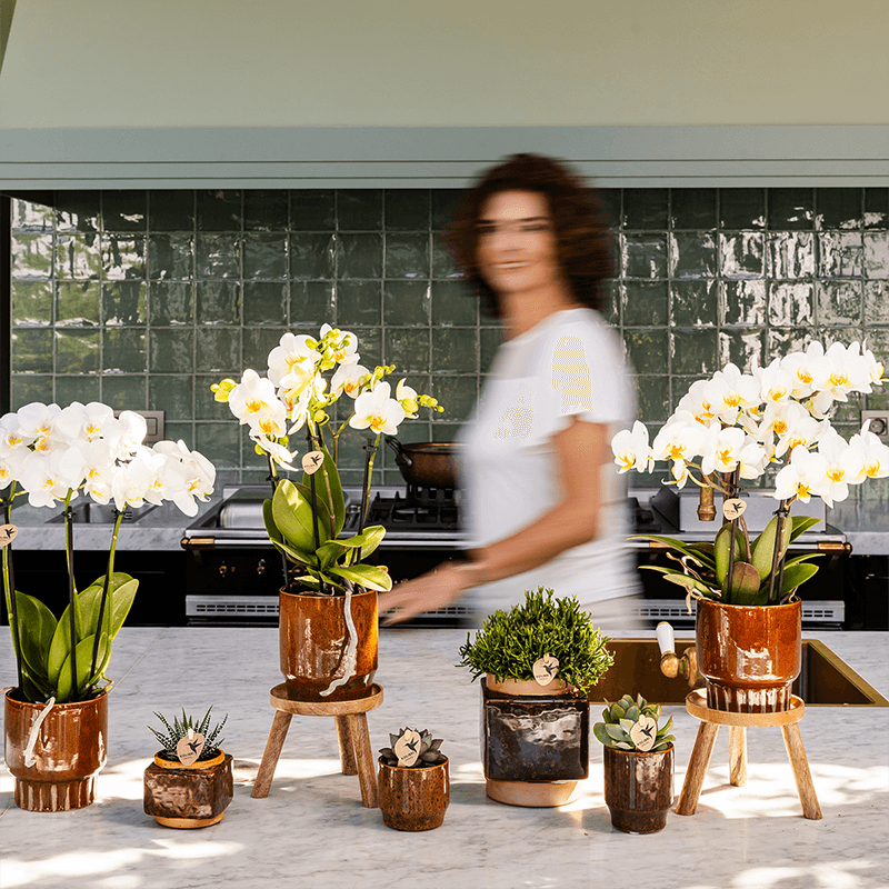 Image of Ziertopf Classy Cube – Braun – Ø6cm – Quadratischer Keramik Blumentopf in glänzender Optik – Übertopf im Retro – Stil für Mini-1