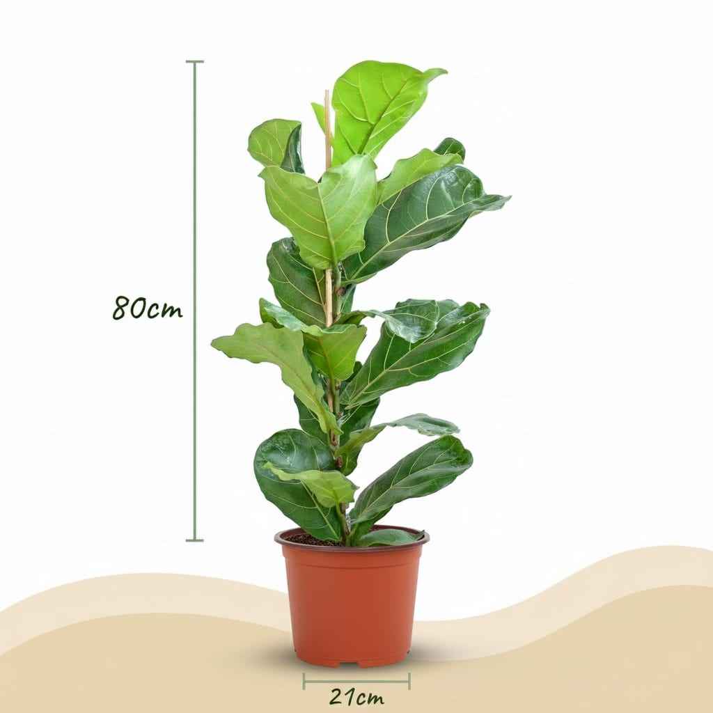 Image of Ficus Lyrata Geigenfeige Zimmerpflanze 75-85cm 21cm Pflegeleichte Grünpflanze für Wohnzimmer Büro & Innenräume-2
