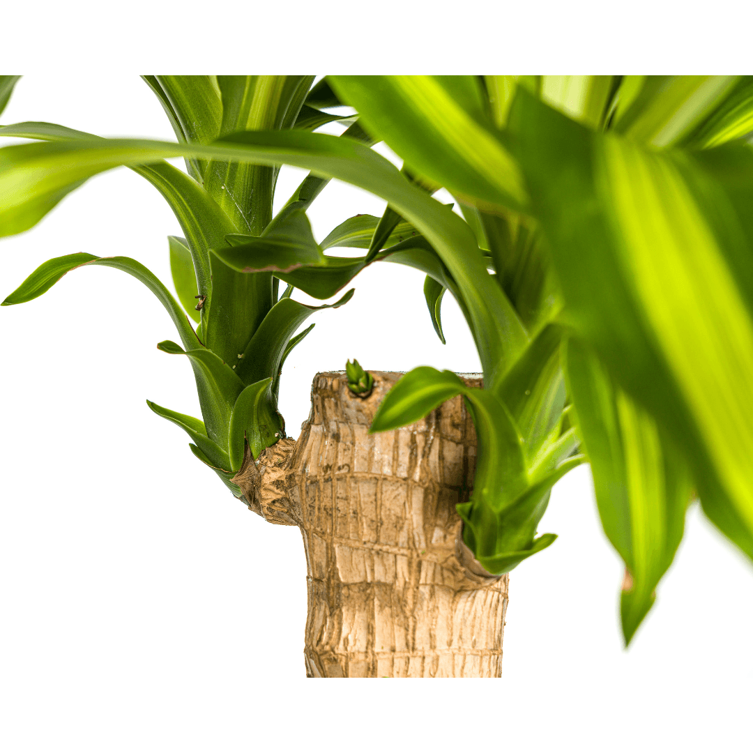 Image of Drachenbaum – Dracaena Fragrans Massangeana – Zimmerpflanze – Tropisches Flair – Luftreinigend – Ø21cm – Höhe 90-110cm – Pflegeleicht-2