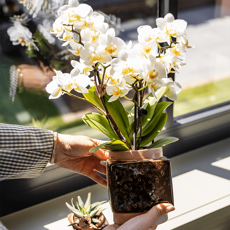 Image of Classy Cube Ziertopf Ø9cm – Quadratischer Keramik – Blumentopf in Braun – Glänzende Oberfläche für Orchideen & Zimmerpflanzen – Übertopf mit Retro-3