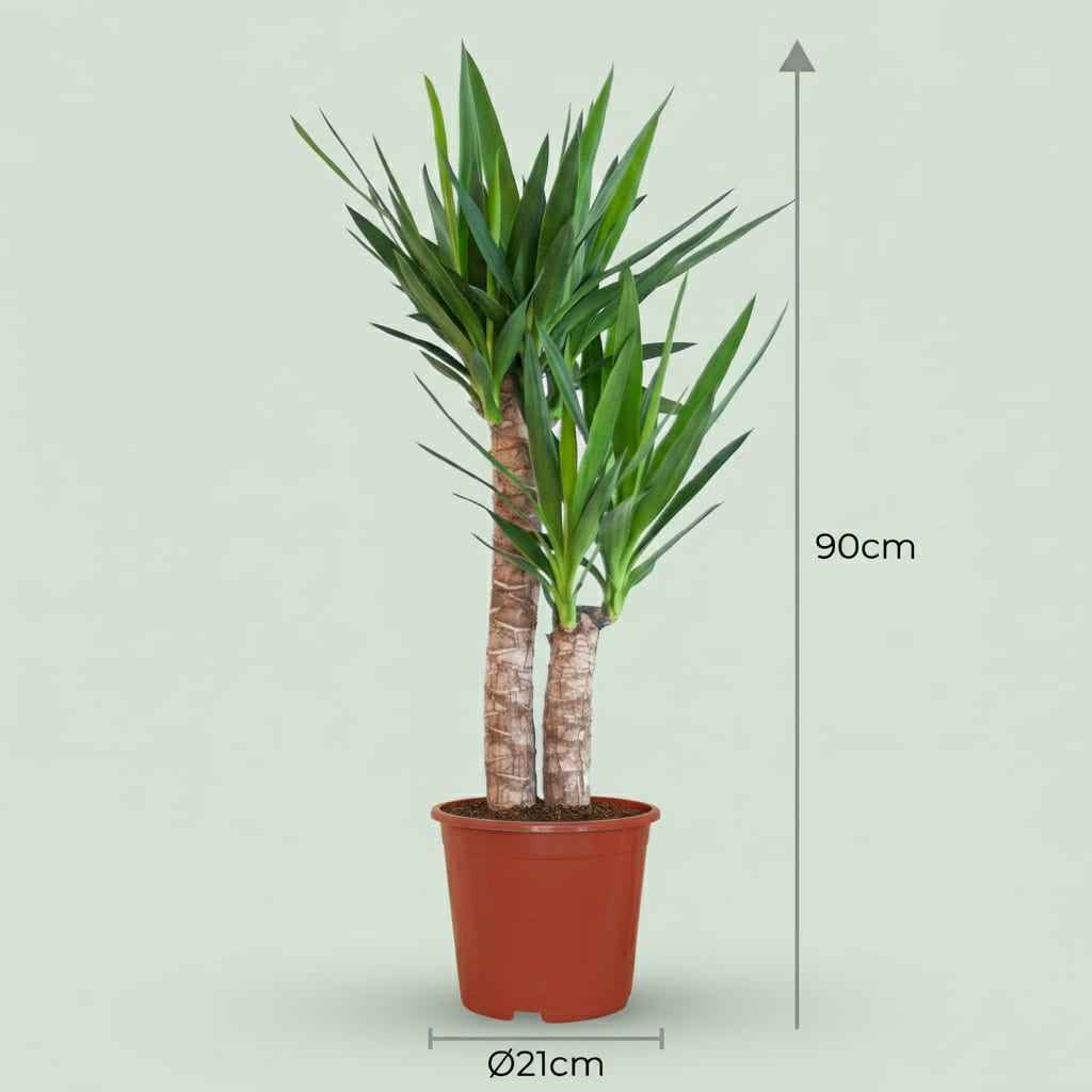 Image of Yucca Elephantipes Palmlilie Zimmerpflanze 80-90cm 21cm Pflegeleichte Grünpflanze für Wohnzimmer Büro & Innenräume-2