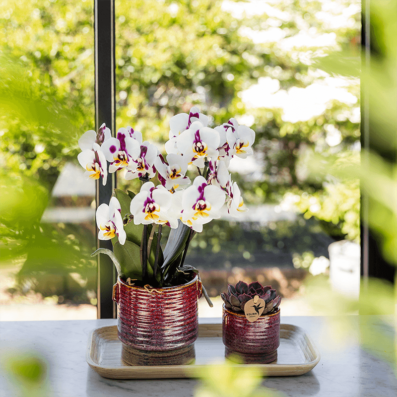 Image of Geschenkset Aura – Rosa Phalaenopsis Orchidee Congo & Grünpflanze – Dekoset mit 2 Aura Ziertöpfen & Bambustablett – Stilvolle Pflanzen-3