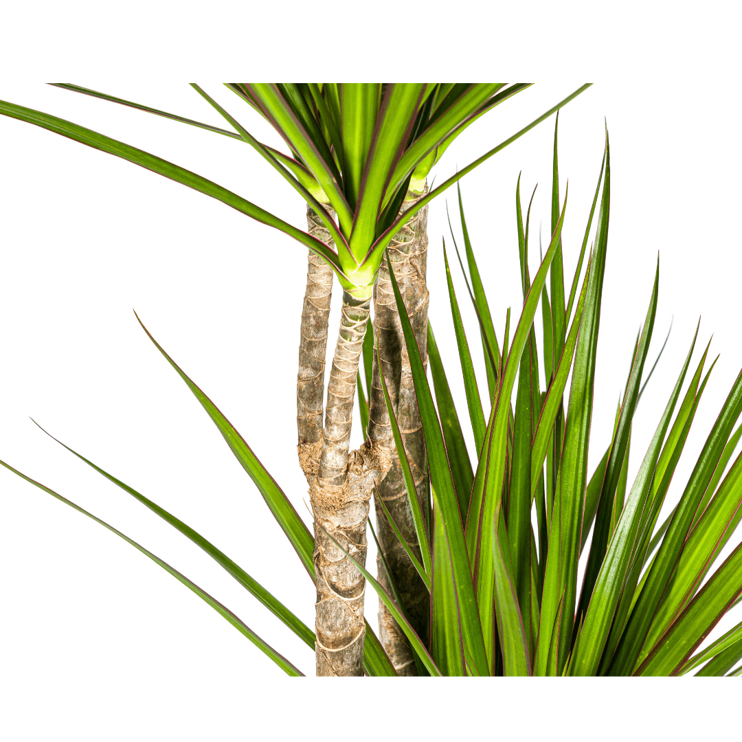 Image of Drachenbaum Dracaena Marginata Green – Große Zimmerpflanze – Ø27cm – 170-190cm hoch – Schlanke dunkelgrüne Blätter – Moderner Urban Jungle Klassiker-3