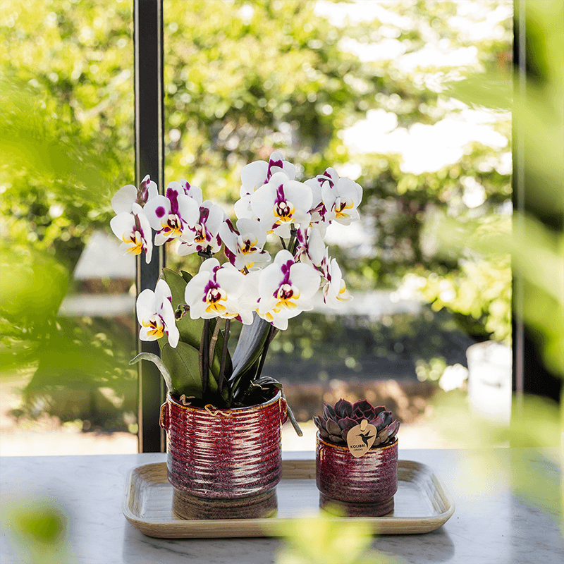 Image of Aura Pflanztopf – Ø6cm – Retro Übertopf im Bold Seventies Stil – Keramik Blumentopf mit Henkeln – Mini – Blumentopf für Orchideen & Grünpflanzen-1