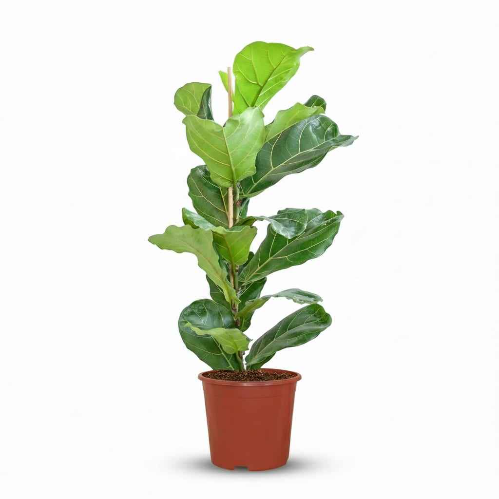 Image of Ficus Lyrata Geigenfeige Zimmerpflanze 75-85cm 21cm Pflegeleichte Grünpflanze für Wohnzimmer Büro & Innenräume-0