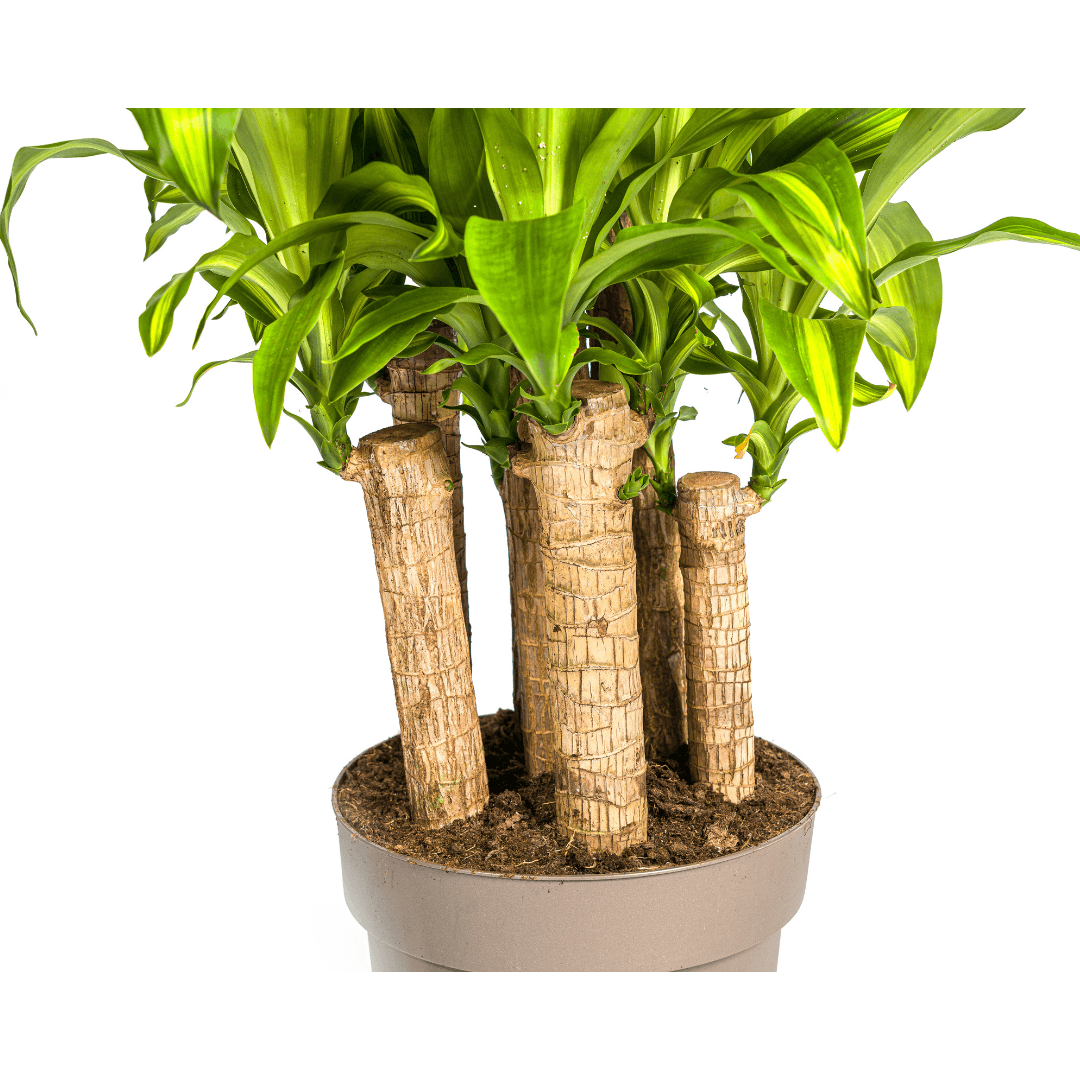 Image of Drachenbaum Dracaena Fragrans Massangeana Karussell – Zimmerpflanze – Ø30cm – ↑130-150cm – Grüne Blattpflanze für Wohnzimmer & Büro-2