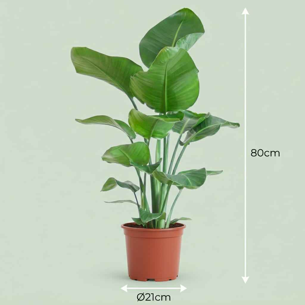 Image of Strelitzia Nicolai Paradiesvogelblume Zimmerpflanze 80-90cm Ø19cm Pflegeleichte Großblattpflanze für Wohnzimmer Büro & Wintergarten-2