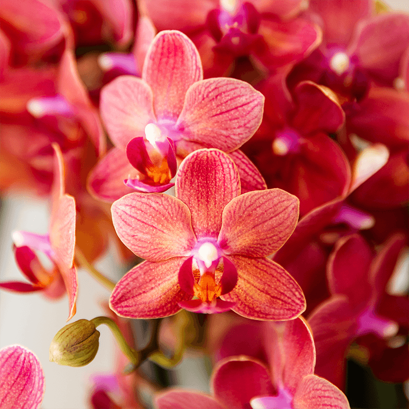 Image of Geschenkset Aura – Rosa Phalaenopsis Orchidee Congo & Grünpflanze – Dekoset mit 2 Aura Ziertöpfen & Bambustablett – Stilvolle Pflanzen-1