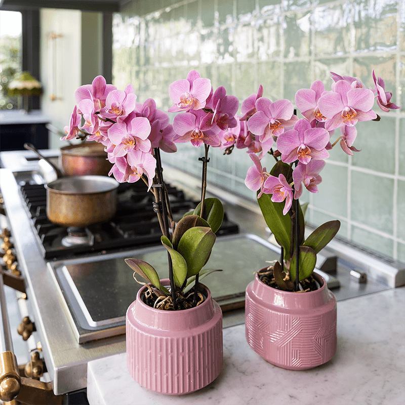 Image of Phalaenopsis Orchideen Treviso – 2 Pflanzen – altrosa Blüten – Ø9cm – Blühende Zimmerpflanzen – Frisch vom Züchter – Elegante Deko & Geschenkidee-3