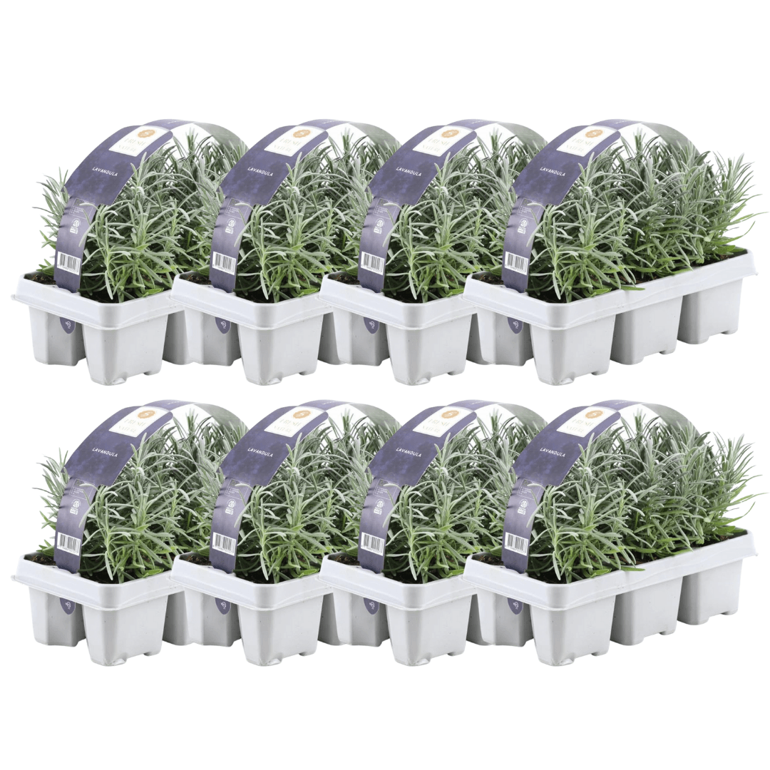 Image of Echter Lavendel – Lavandula angustifolia – Ø7cm x H15cm – 48 Pflanzen – Duftend & pflegeleicht – Für Balkon, Terrasse & Beet – Mediterrane Schönheit-0