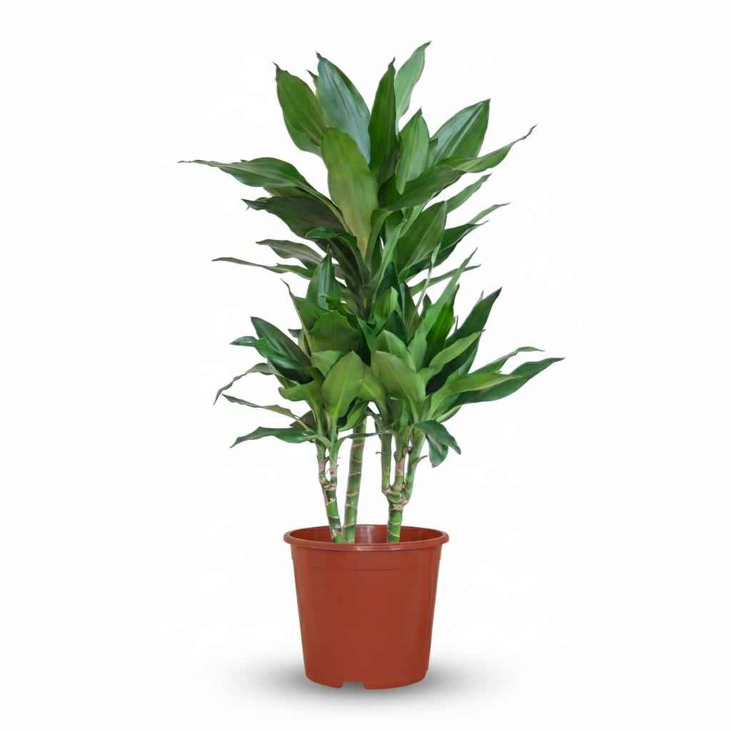 Image of Drachenbaum Janet Craig Dracaena Zimmerpflanze 90-100cm Ø21cm Pflegeleichte Grünpflanze für Wohnzimmer Büro & Innenräume-0