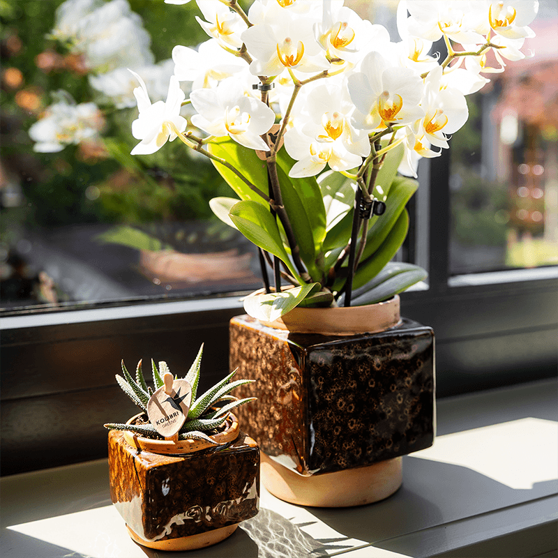 Image of Ziertopf Classy Cube – Braun – Ø6cm – Quadratischer Keramik Blumentopf in glänzender Optik – Übertopf im Retro – Stil für Mini-4
