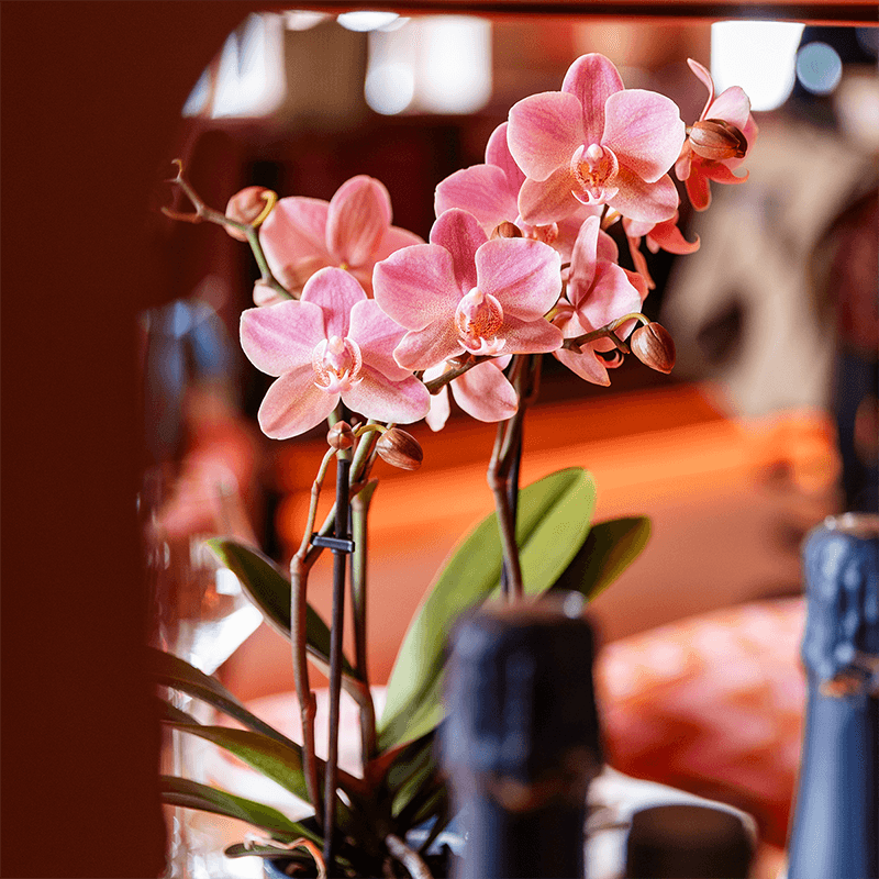 Image of Phalaenopsis Orchideen Treviso – 2 Pflanzen – altrosa Blüten – Ø9cm – Blühende Zimmerpflanzen – Frisch vom Züchter – Elegante Deko & Geschenkidee-1